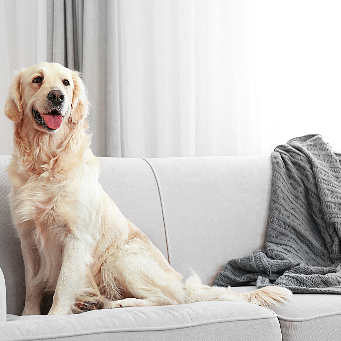 Zep Urine Remover – Targets & Eliminates Urine Stains & Odors – 32 oz