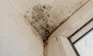 How to Remove and Prevent Mold at the Start of Winter