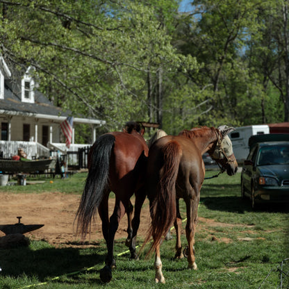 FarmGard Fam and Dairy Fly Spray - Provides Rapid Control of Barn Pests