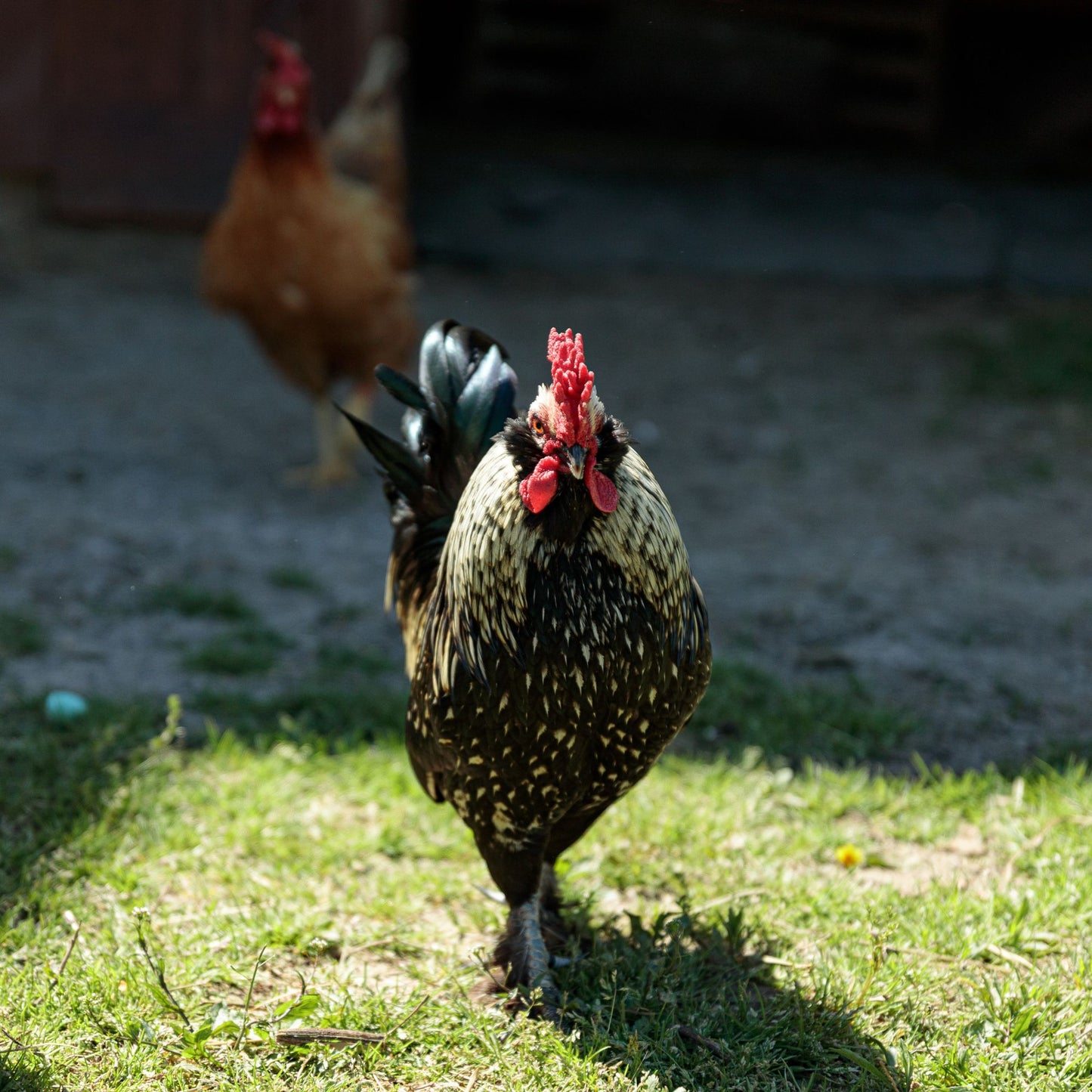 Farmgard Permethrin Concentrate Insect Pest Control - 1 qt.