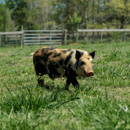 Farmgard Permethrin Concentrate Insect Pest Control - 1 qt.