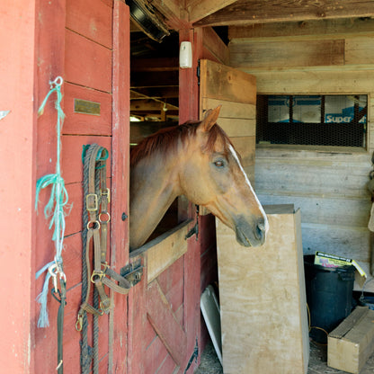 Metered-Mosquito-Fly-Spray