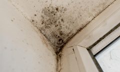 How to remove and prevent mold at the start of winter